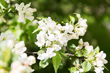 Image showing close up of beautiful blooming apple tree branch