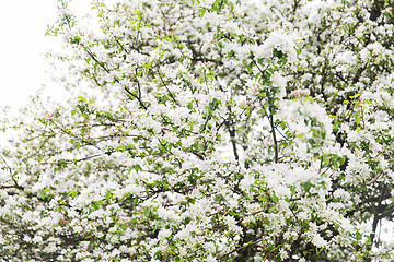 Image showing close up of beautiful blooming apple tree branch