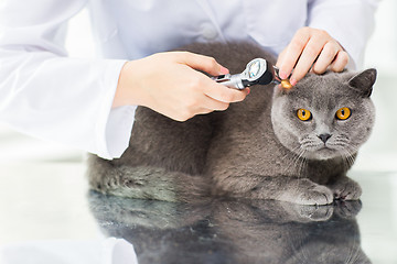 Image showing close up of vet with otoscope and cat at clinic