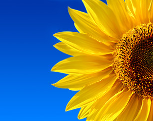 Image showing yellow sunflower