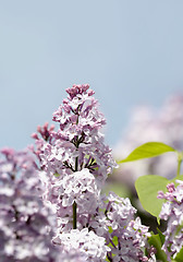 Image showing Close-up of  lilac flower