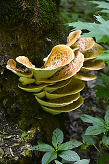 Image showing Mushroom Polyporus squamosus, growing on a tree (Polyporus Squamosus)