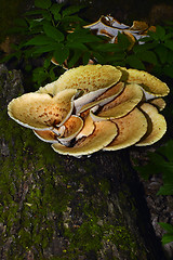 Image showing Mushroom Polyporus squamosus, growing on a tree (Polyporus Squamosus)