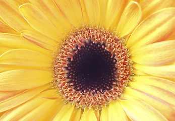 Image showing  gerbera