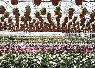 Image showing Garden Store Greenhouse