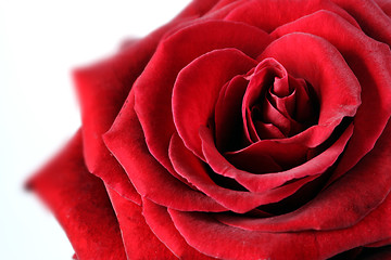 Image showing  red rose