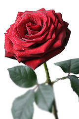 Image showing Red Rose