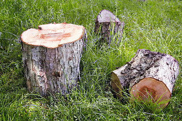 Image showing Sawn tree trunk.