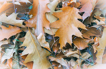 Image showing Fallen yellow oak leaves on the background of fallen leaves on t