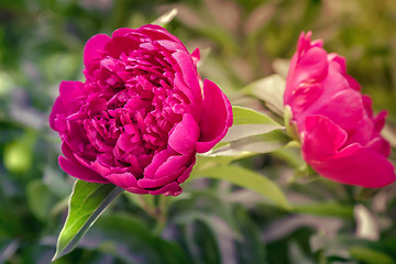 Image showing Blooming red peony among green leaves