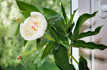 Image showing The white peony flower on the windowsill.