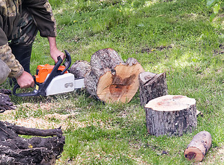 Image showing People at work: man sawing trees.