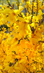 Image showing Flowers of beautiful spring Forsythia 