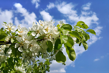 Image showing Branch with beautiful white flowers on blue sky