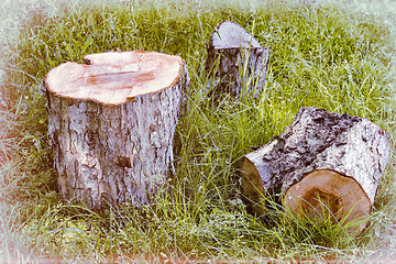 Image showing Sawn tree trunk.