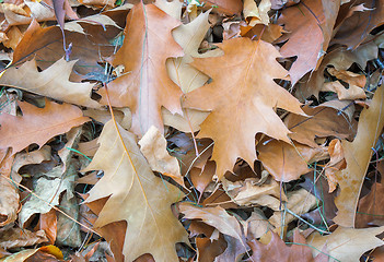 Image showing Fallen yellow oak leaves on the background of fallen leaves on t