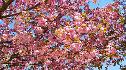 Image showing Beautiful flowers of spring blossoming tree