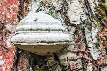 Image showing Polypore mushroom closeup