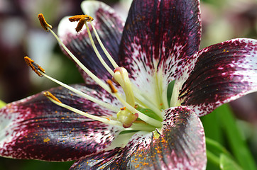 Image showing Beautiful lily growing in garden