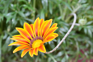 Image showing Beautiful flower in a meadow