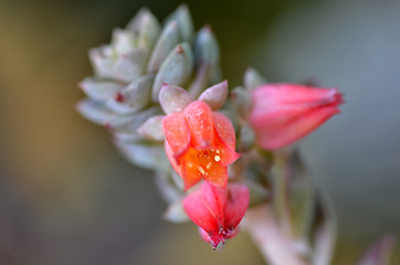 Image showing Sedeveria plant in the early days of spring