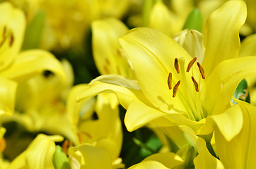 Image showing Beautiful lily growing in garden