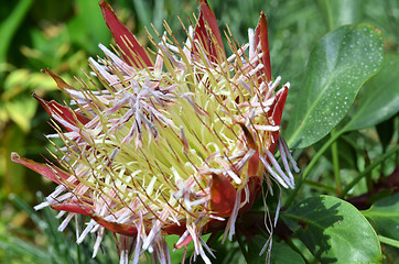Image showing South African plant Protea cynaroides