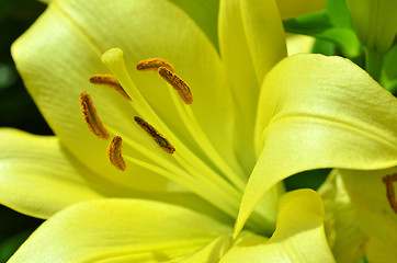 Image showing Beautiful lily growing in garden