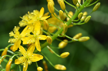 Image showing Bulbine natalensis also known with common name Bulbine