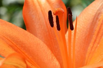 Image showing Beautiful lily growing in garden