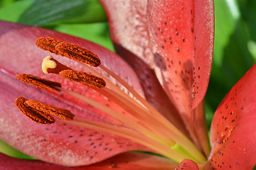 Image showing Beautiful lily growing in garden