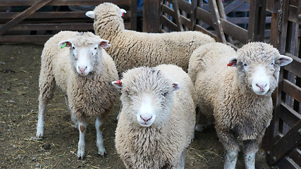 Image showing Herd of sheeps on the farm