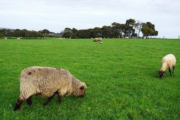 Image showing Sheep grazing on green grass field