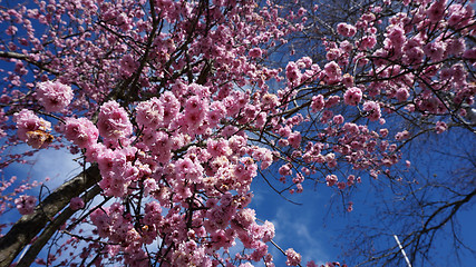 Image showing Cherry Blossoms in Australia