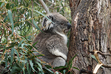 Image showing Australian Koala Bear