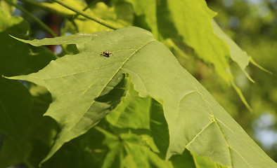 Image showing Ant on a leaf