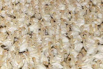 Image showing White Turkey Chick Crowd