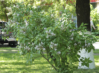 Image showing Lilac bush