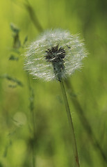 Image showing Dandelion 2