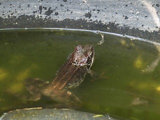 Image showing Frog