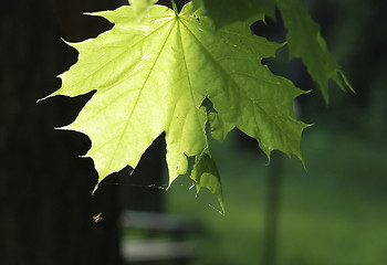 Image showing Webbed maple leaf