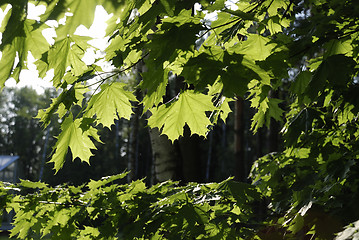 Image showing Maple leaves