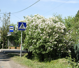 Image showing The bush and the roadsign