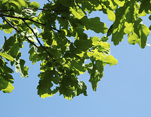 Image showing Oak tree branch