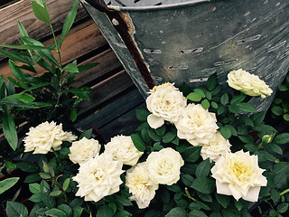 Image showing White roses in the retro style summer garden