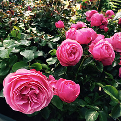 Image showing Beautiful antique roses in the summer garden