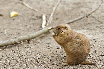 Image showing Squirrel