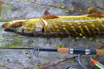 Image showing pike catch on a wooden table