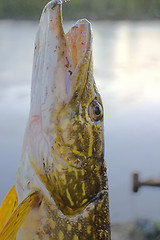 Image showing spinning lure pike river luck