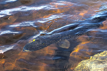 Image showing Fisherman caught huge pike by spinning